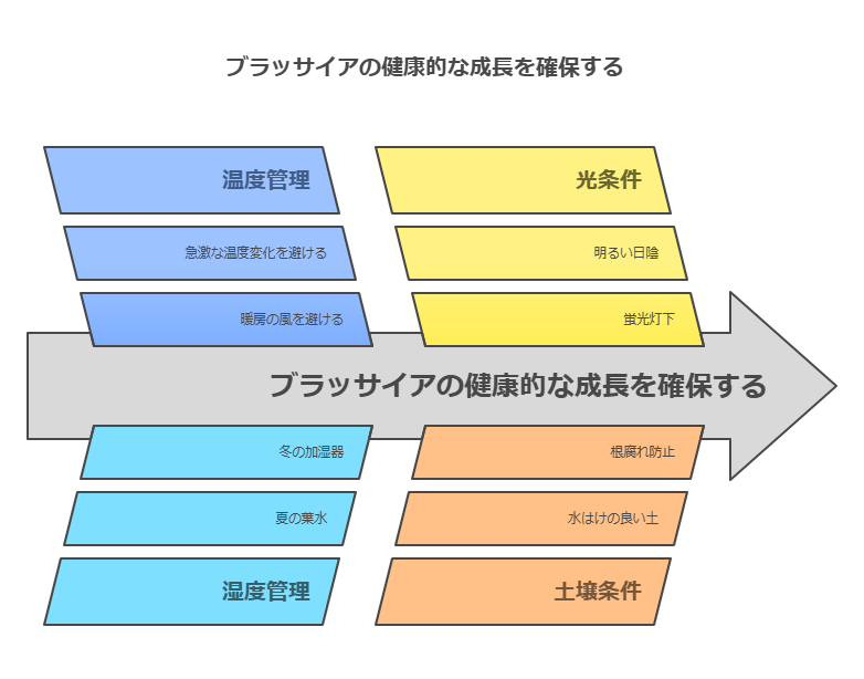 ブラッサイアの健康的な成長を確保する