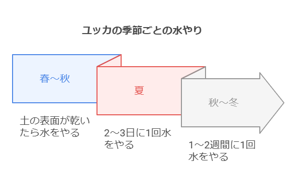 ユッカの季節ごとの水やり