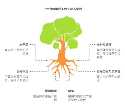 ユッカの葉が茶色くなる原因