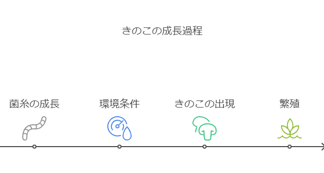 きのこの成長過程
1,菌糸の成長2,環境条件3,きのこの出現4,繁殖