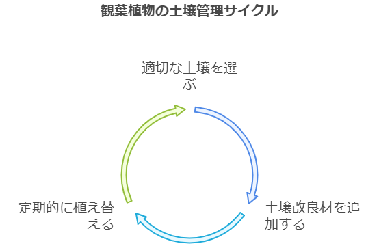 観葉植物の土壌管理サイクル
適切な土壌を選ぶ、土壌改良を加える、定期的に植え替える