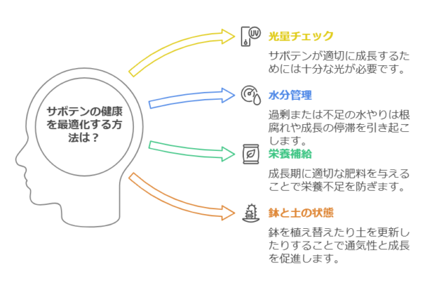 サボテンの健康を最適化する方法