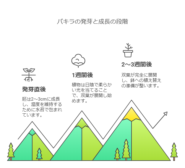 パキラの発芽の成長段階