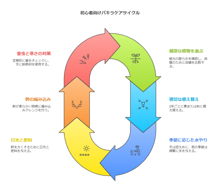 初心者のパキラケアサイクル