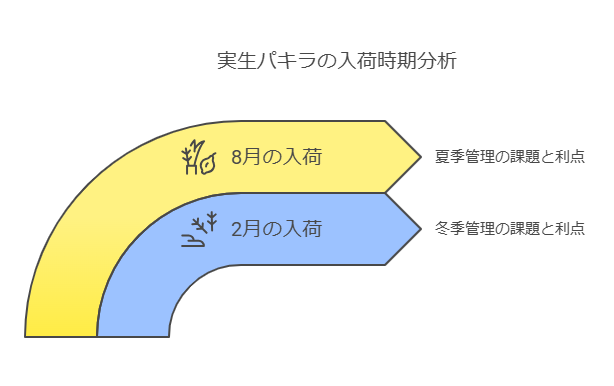 実生パキラの入荷時期