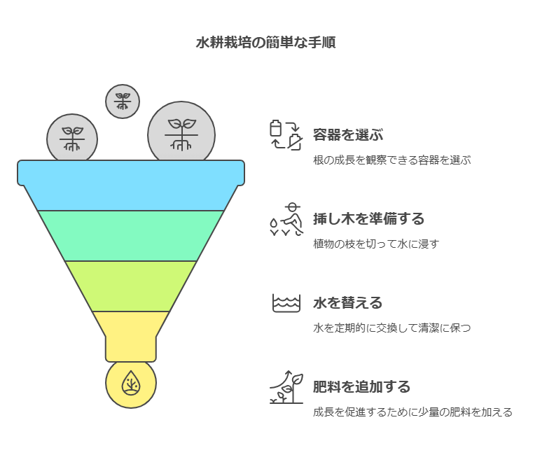 パキラ水耕栽培手順