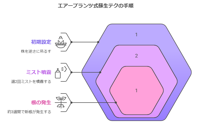 エアープランツ再生テク