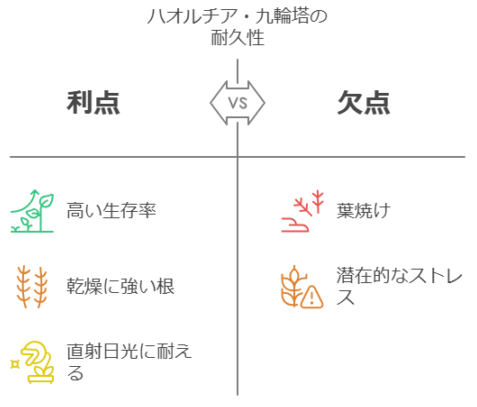 ハオルチア・九輪塔の耐久性