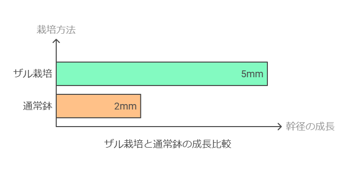 ザル栽培と鉢　比較