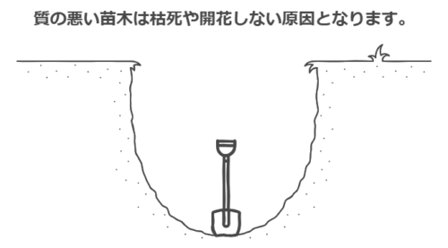 失敗例苗木