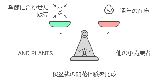 桜盆栽の開花体験を比較