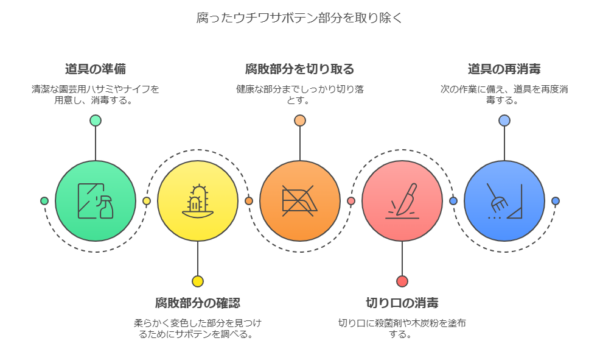 腐ったウチワサボテン部分を切り除く