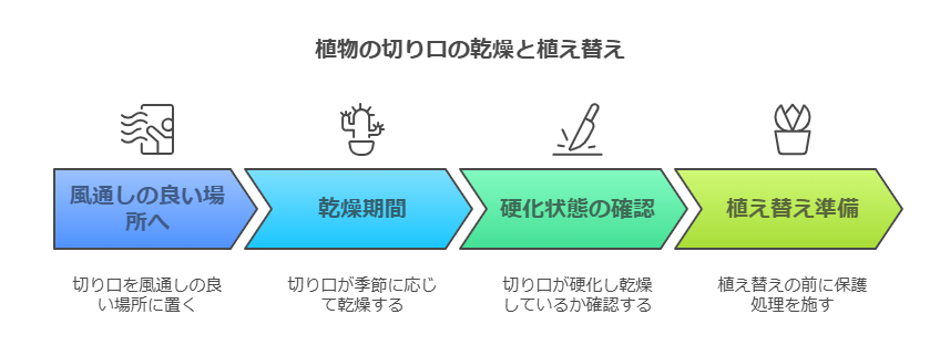 ウチワサボテン切り口乾燥と植替えの仕方