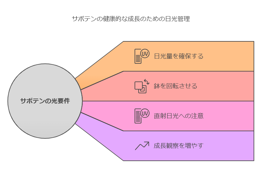 サボテン復活のための光要件