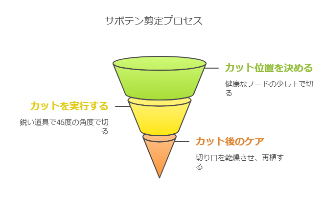 サボテン剪定手順