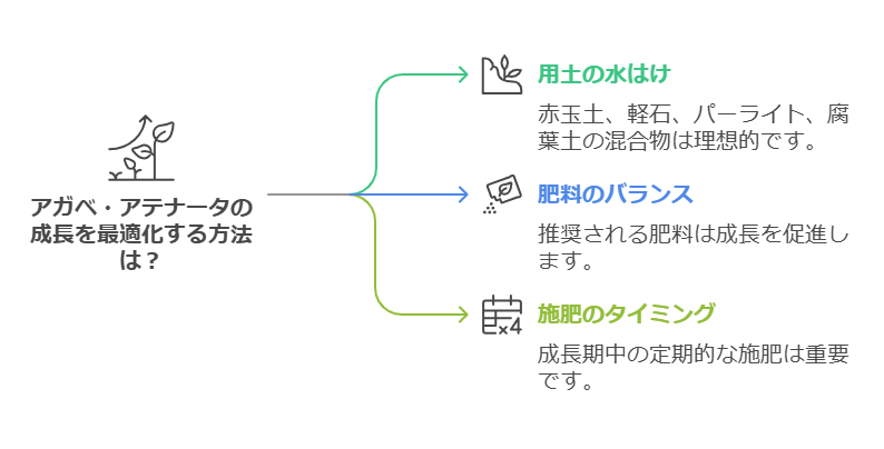 アガベ　アテナータの成長の最適化