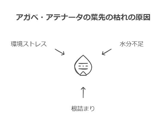 枯れの原因　アガベ