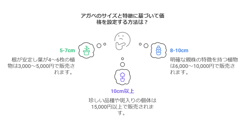 アガベ　サイズと価格