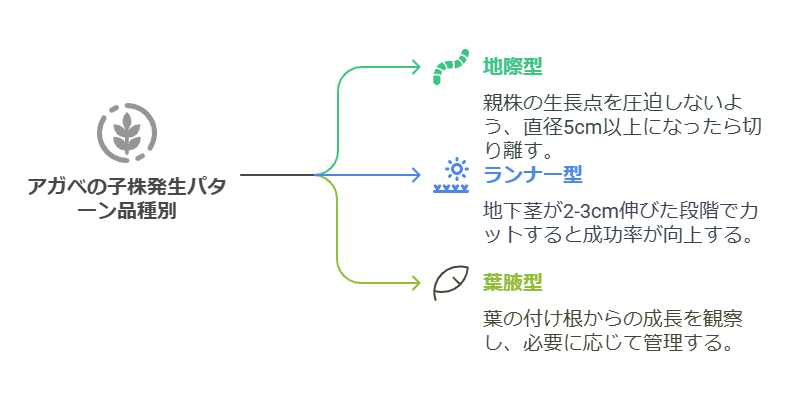 アガベ　子株発生パターン