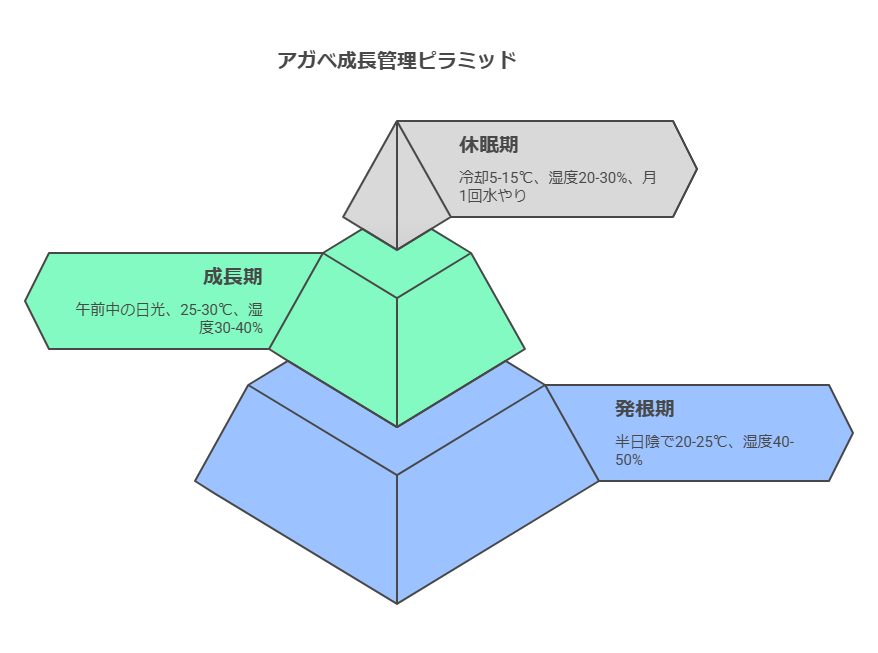 アガベ成長ピラミッド
