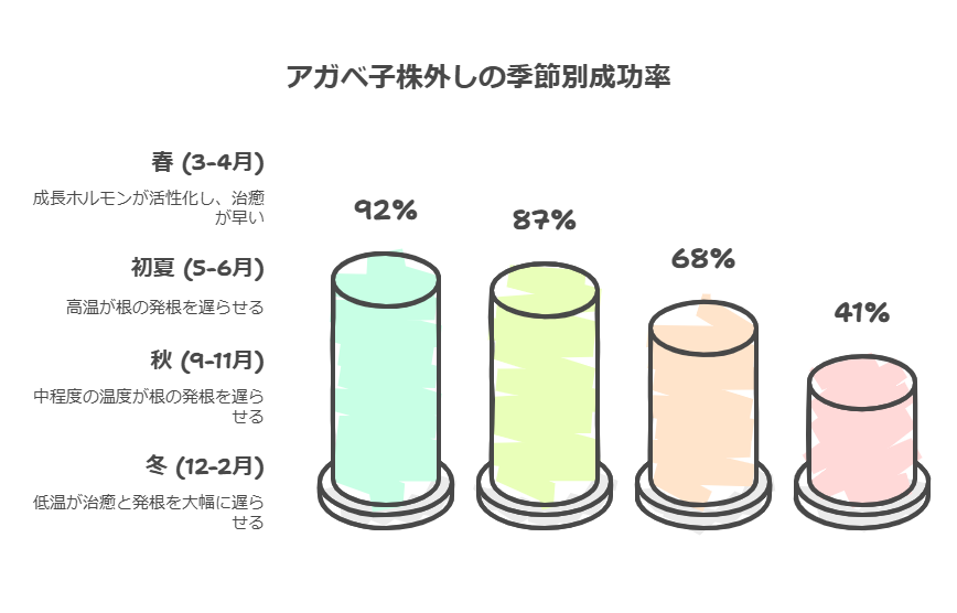 アガベ子株外し季節別