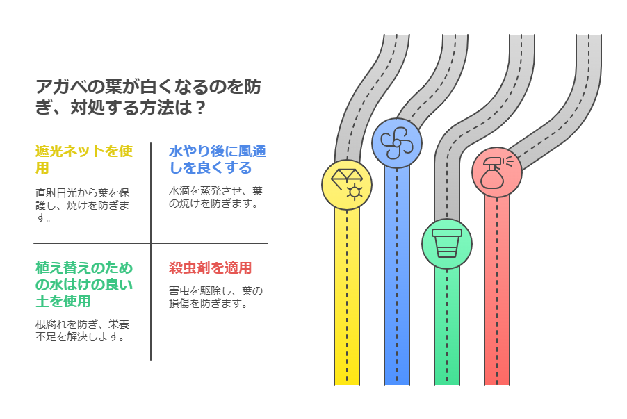 アガベの葉が白くなるのを治す