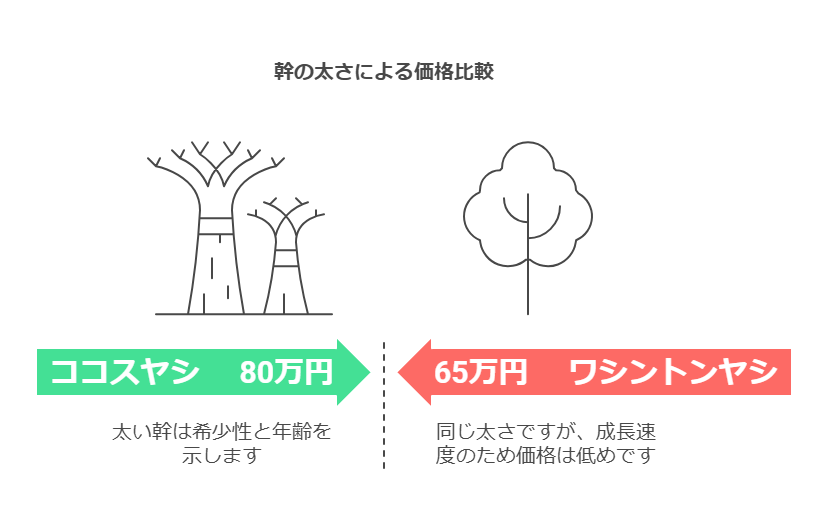 ヤシの木　５ｍ　値段
